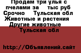 Продам три улья с пчелами за 11 тыс руб. Срочно! - Тульская обл. Животные и растения » Другие животные   . Тульская обл.